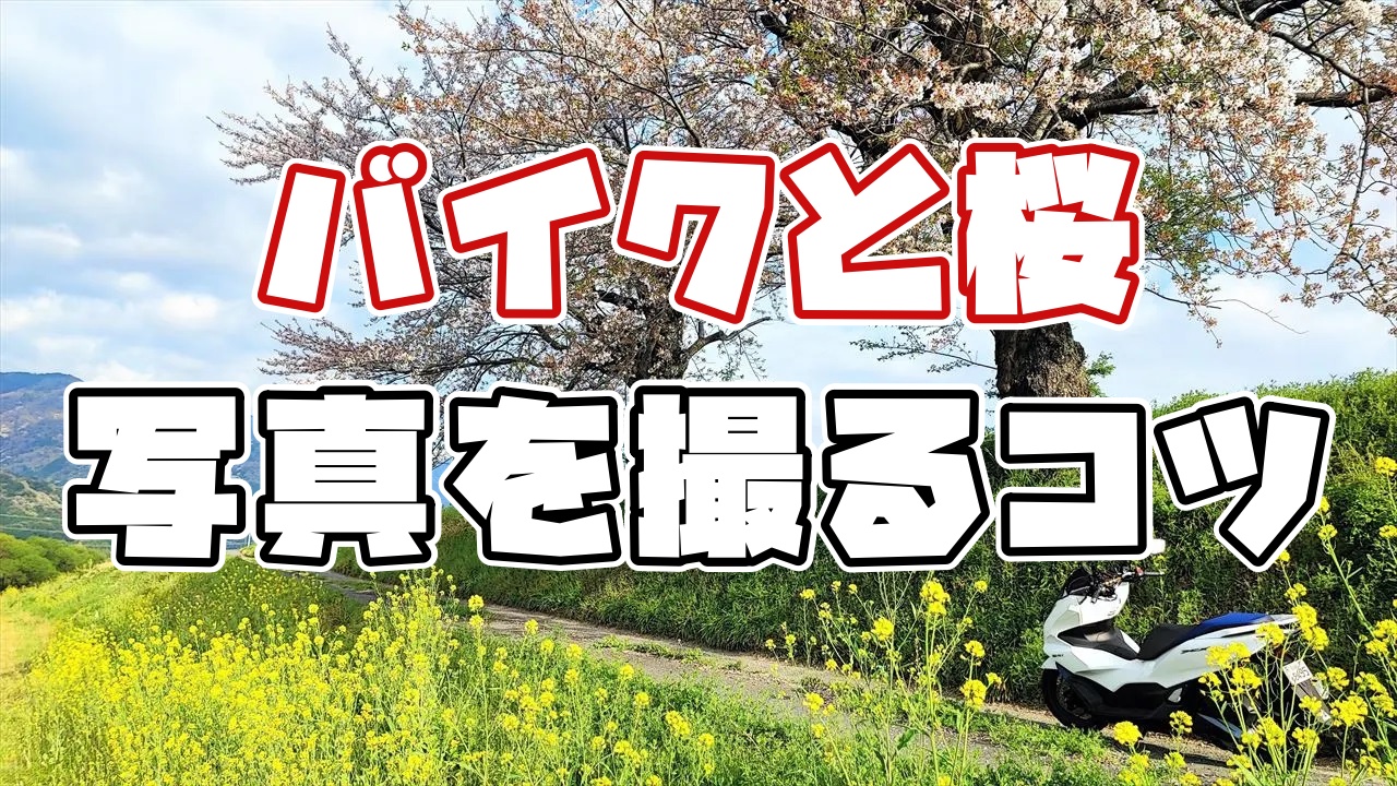 バイクと桜の写真を撮るコツ