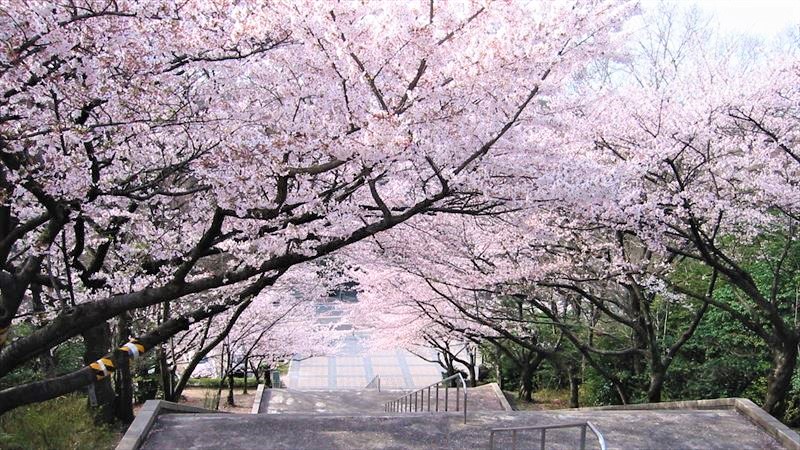 バイクと桜の写真をキレイに取るコツ！　まとめ