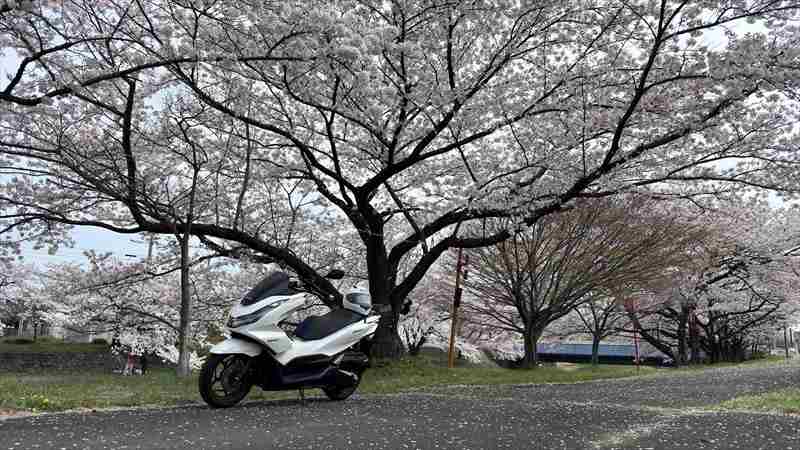 さくらツーリング、日本は美しいですね！【桜と菜の花と鳥居】　まとめ