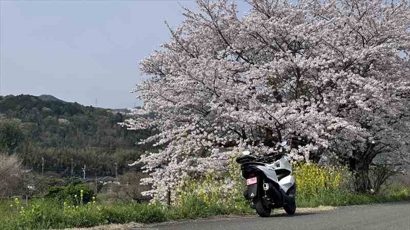 さくらツーリング、日本は美しいですね！【桜と菜の花と鳥居】