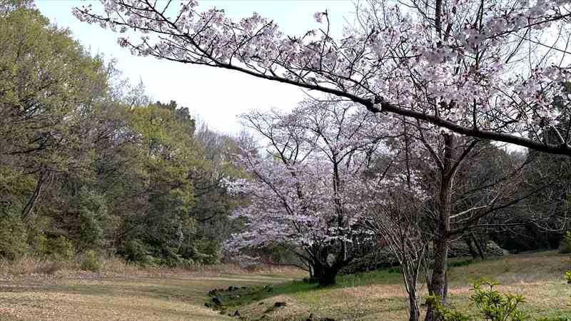 なぜ、桜は日本人の心を掴んで離さないのか？