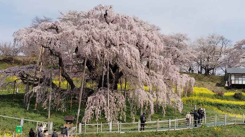 いざ、滝桜へ