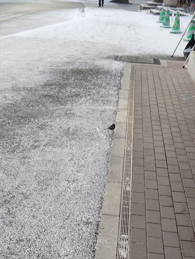 小鳥とのふれあい　ナウシカの世界が来ないことを願う