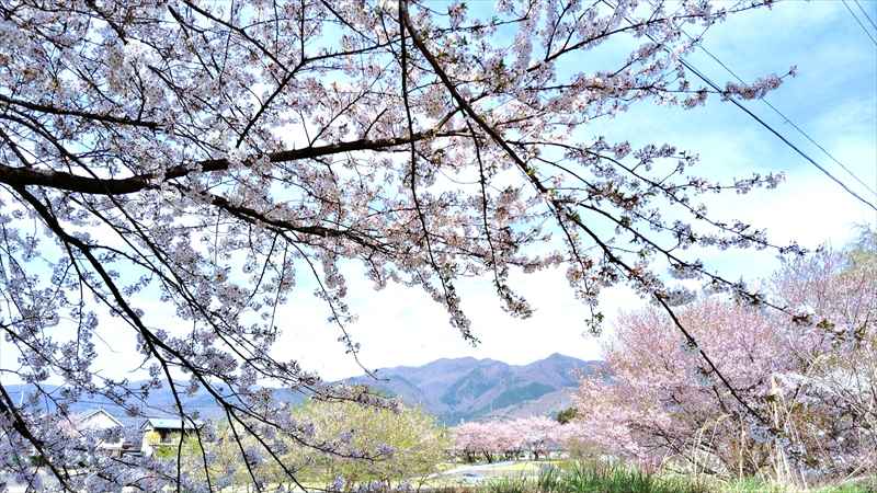 桜の木の下で
